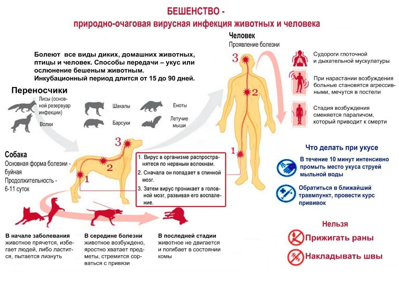 Памятка для населения по профилактике бешенства.