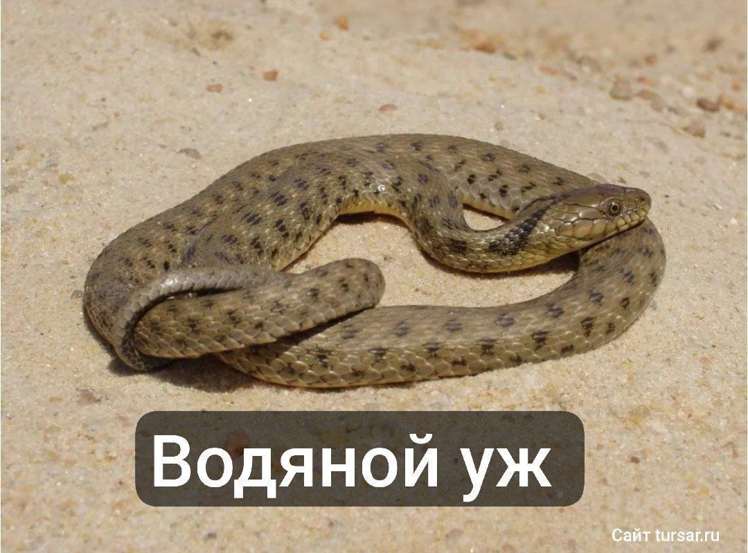 Пригородное МО.