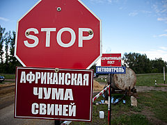 Памятка по профилактике и ликвидации африканской чумы свиней.