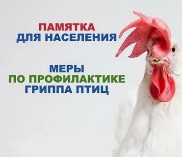 грипп птиц. грипп птиц.